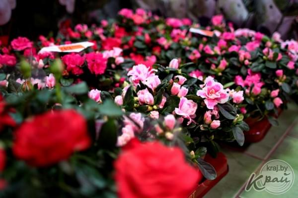 Адрес цветочного павильона «Магнолия» в Молодечно: торговые павильоны на пересечение улиц Строителей и Скорины 