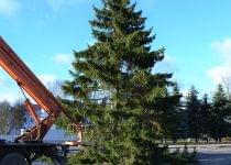 На Центральной площади Вилейки установили главную новогоднюю елку. Фото с сайта www.mlyn.by
