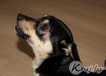 В Вилейке живет собака Чучка, которая любит петь под гармошку. Фото Юлии Лахвич, kraj.by