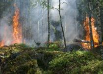 Лес горел в Сморгонском районе – с огнем боролись 27 человек