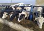Прокуратура Витебской области обнаружила нарушения, связанные с убоем крупного рогатого скота 