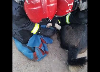 Собака в Глубокском районе застряла в карабине собственного ошейника – на помощь пришли спасатели 