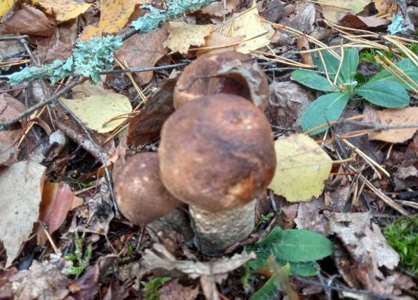 В Вилейском районе пошли первые грибы 