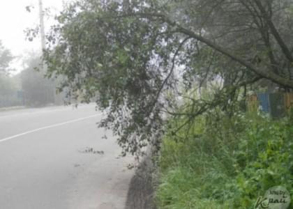 ФОТОФАКТ: На улице Карла Маркса в Докшицах непогода повредила плодовые деревья