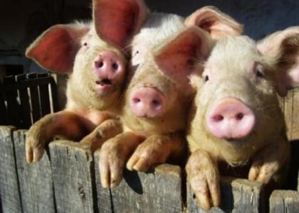 Африканская чума свиней появилась в Глубокском районе