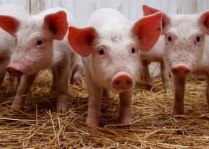 Стал известен список населенных пунктов Сморгонского района, в которых запрещено содержание свиней