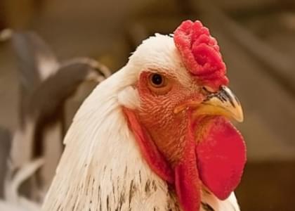 Беларусь ограничила поставки мяса птицы из Германии из-за низкопатогенного гриппа