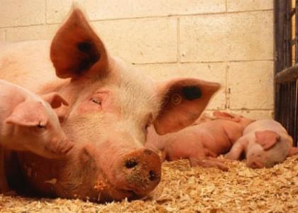 В Островецком районе африканская чума свиней?
