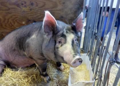 В апреле 2015 года в шести районах нашего края снизилось поголовье свиней