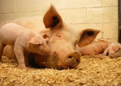 Общественные обсуждения строительства свинокомплекса в Молодечненском районе будут длиться до 26 марта
