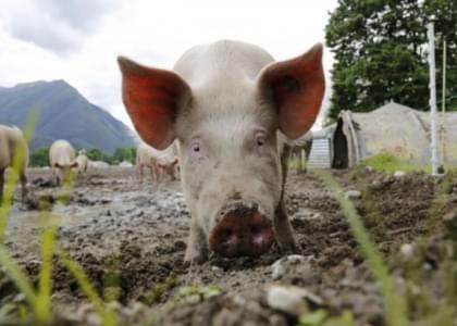 Строительство свинокомплекса возле Полочан Молодечненского района обсудят 6 мая