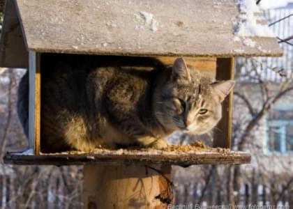 В Воронеже кот-экстремал ворует сало из кормушки для птиц (видео)