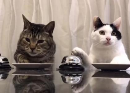 Хозяин научил котов пользоваться колокольчиком, чтобы выпрашивать еду (видео)