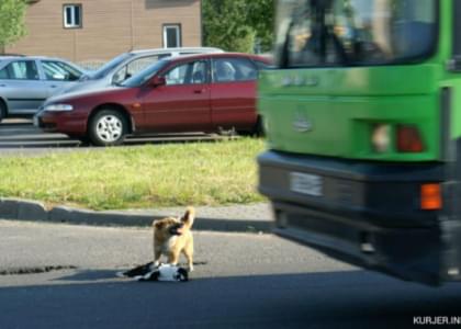 В Слуцке пес пытался спасти сбитого машиной кота (фото)