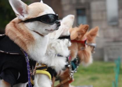 Собачье шоу «Догги-парк» пройдет в Вилейке 30 июня