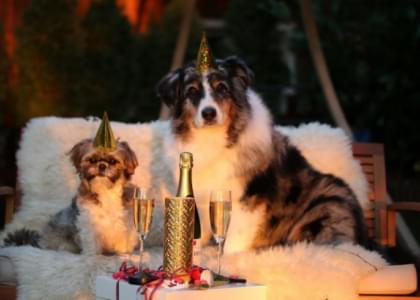 Собаку, символ 2018 года, в Сморгони потаскают за хвост все желающие. Что еще ждет сморгонцев в новогоднюю ночь?