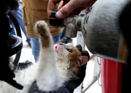 В Волгограде пожарные спасли умирающего кота (видео)