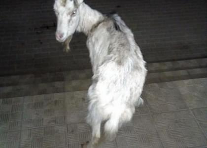 В Вилейке по улицам разгуливала бесхозная коза