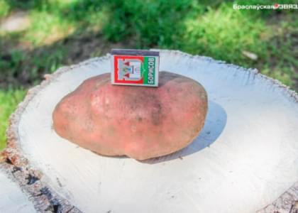 В огороде жителя Браслава выросла килограммовая картофелина
