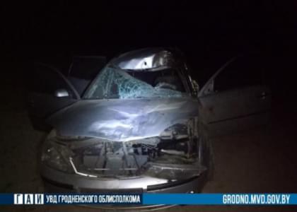 Жительница Островца на «Форде» сбила лося и попала в больницу