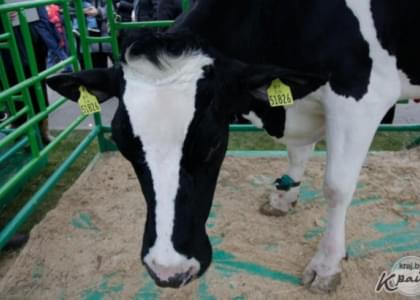 Более 405 тонн молока приписали работники сельхозорганизации в Глубокском районе