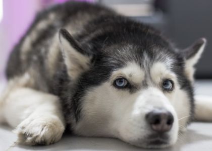 В Глубоком осудили ветврача за жестокое умерщвление собаки