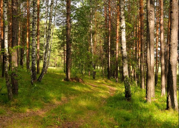 Калина в тюменской области