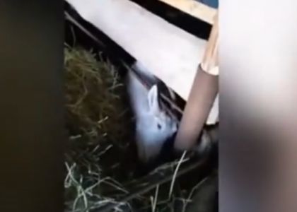 В Воложинском районе спасали козу: она умудрилась застрять в кормушке