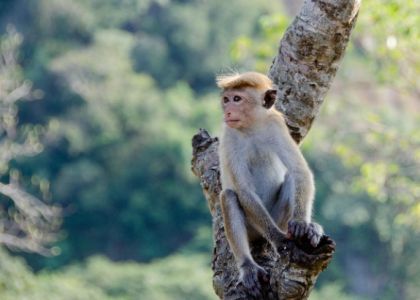 Минздрав пообещал в июне разработать тесты для диагностики «оспы обезьян»
