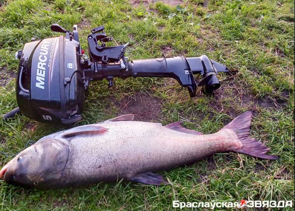 Рыболов из Браслава час боролся с 22-килограммовым толстолобиком