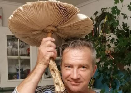 «Ели гриб два дня». В Вилейке нашли гриб-зонтик почти полметра в высоту