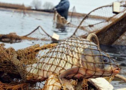Поймал 74 рыбины – незаконная рыбалка жителю Сморгони обошлась в 3 680 рублей 
