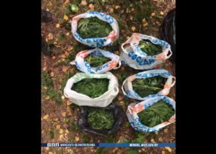В Мядельском районе задержали минчанина с семью мешками конопли