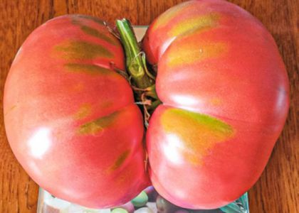 ФОТОФАКТ: Молодечненка вырастила огромный помидор. Овощ завесил почти на полтора кило