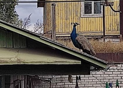 В Вилейке по крышам домов ловили сбежавшего павлина: носились по дворам с лестницей