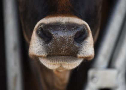 В Браславском районе судили бригадира за то, что она скрыла падеж скота
