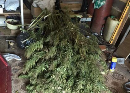 Более пяти килограммов марихуаны хранил дома житель Сморгонского района