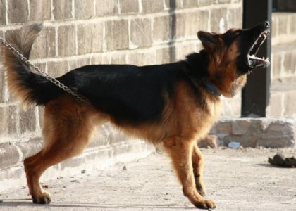 Три собаки насмерть загрызли мужчину: в Поставском районе возбудили дело против минчан, содержавших животных