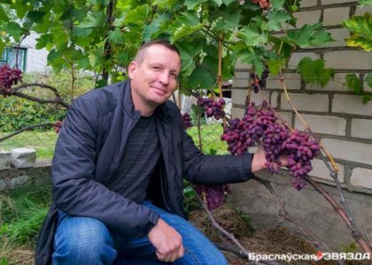 «У меня сейчас под 70 сортов, которые я испытываю». Житель Браслава выращивает виноград