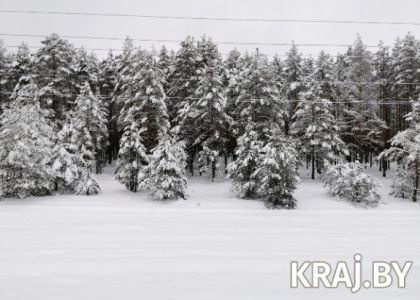 На смену морозам в Беларуси идет потепление. Узнали, какой будет погода по 25 декабря и в новогоднюю ночь 