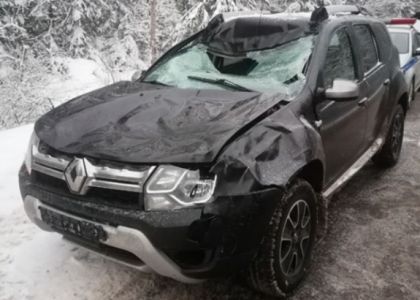 Сегодня утром на дороге под Вилейкой автомобиль «Renault» сбил лося  