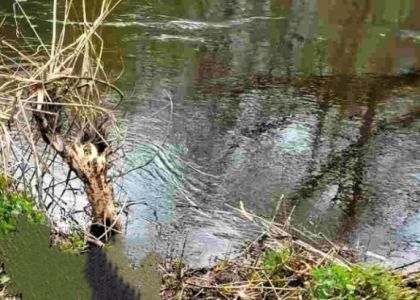 «В реке заметили фрагменты одежды». Тело 58-летней женщины достали водолазы из речки Друйки в Браславском районе 