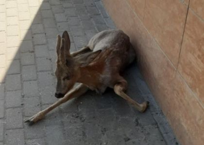 Узнали судьбу косули, которую нашли сегодня возле автовокзала в Молодечно  