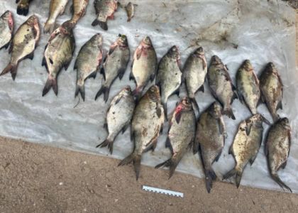 В Вилейском районе на браконьера заведено уголовное дело 