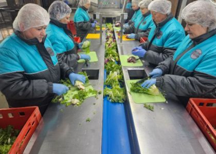 Молодое производство салатных миксов недалеко от Молодечно активно развивается и приглашает в свою команду 