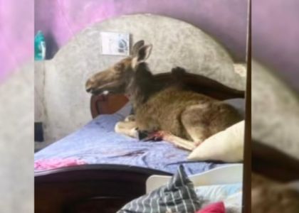 В Бобруйске лось влез через окно в дом и улегся на кровать перед телевизором 