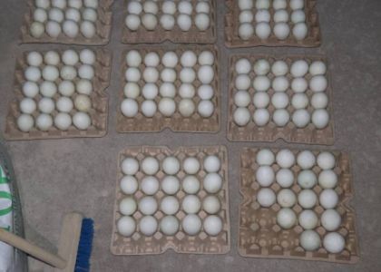 Утиные истории: в Гродненской области с птицефабрики украли более 400 яиц  