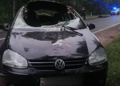 Столкновение авто на пересечении и лось на дороге - ДТП в Вилейском и Воложинском районах 