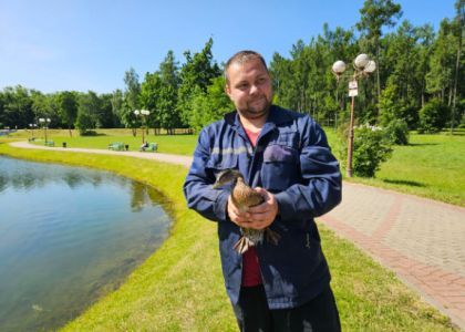 Молодечненцы на протяжении трех дней наблюдали за молодой уткой, попавшей в колодец фонтана в парке. Смотрите, кто спас птичку 