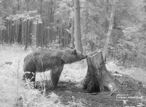 Медведь в Вилейском районе